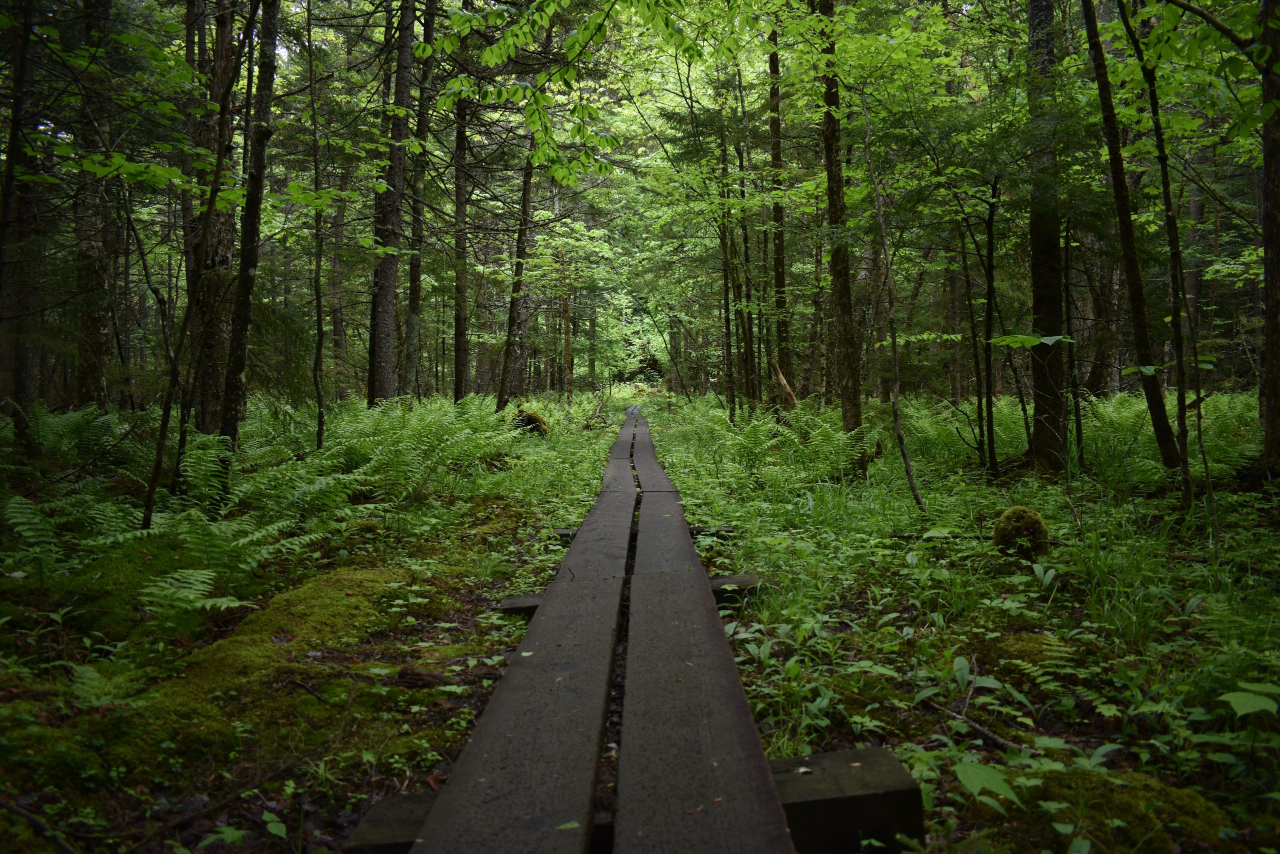 wood walkway in park