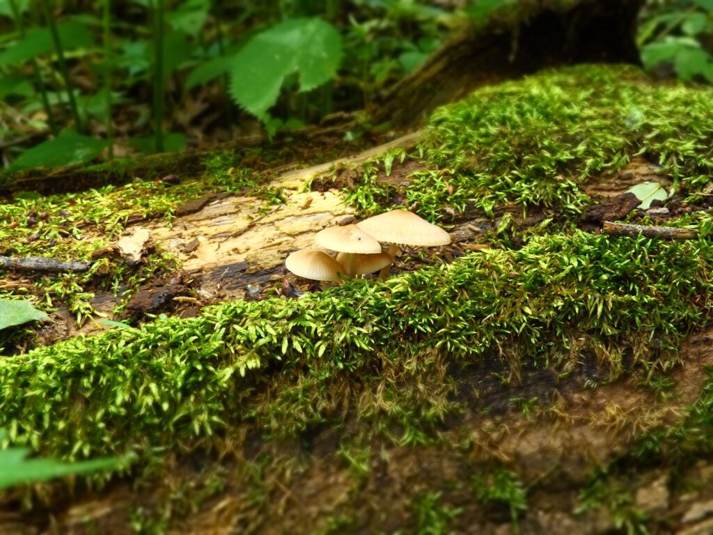 Fontenelle Forest Mushrooms