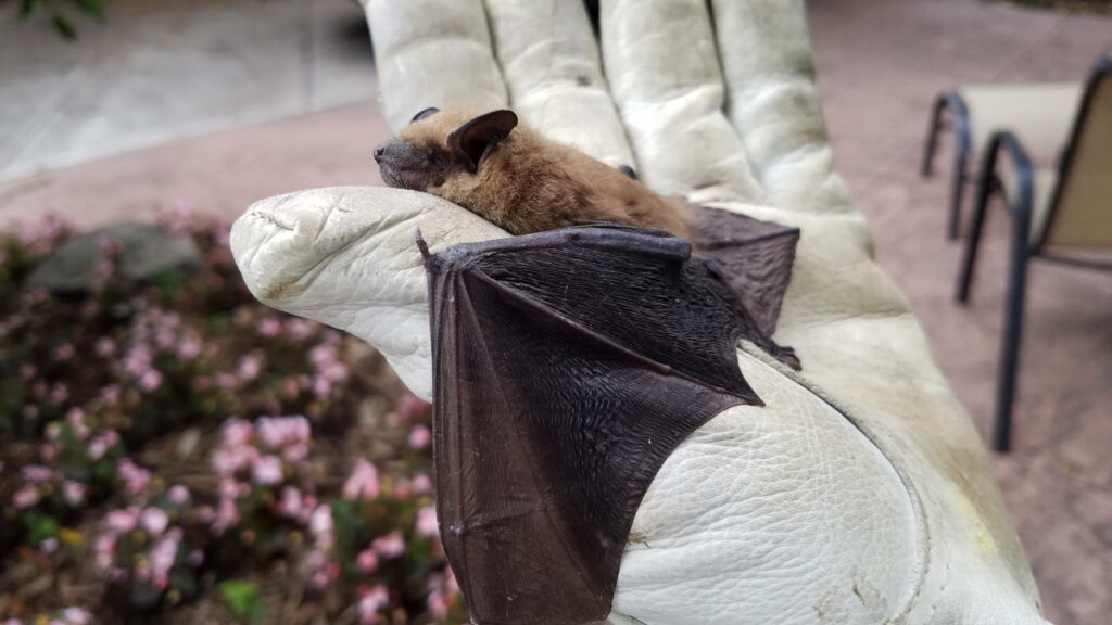 Cause & Culture: The bats and the bees