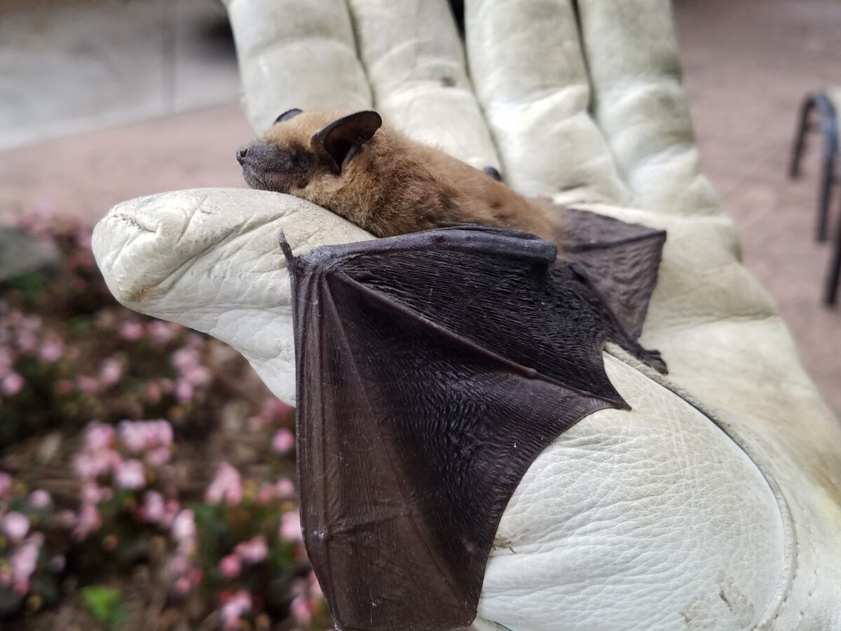 Cause & Culture: The bats and the bees