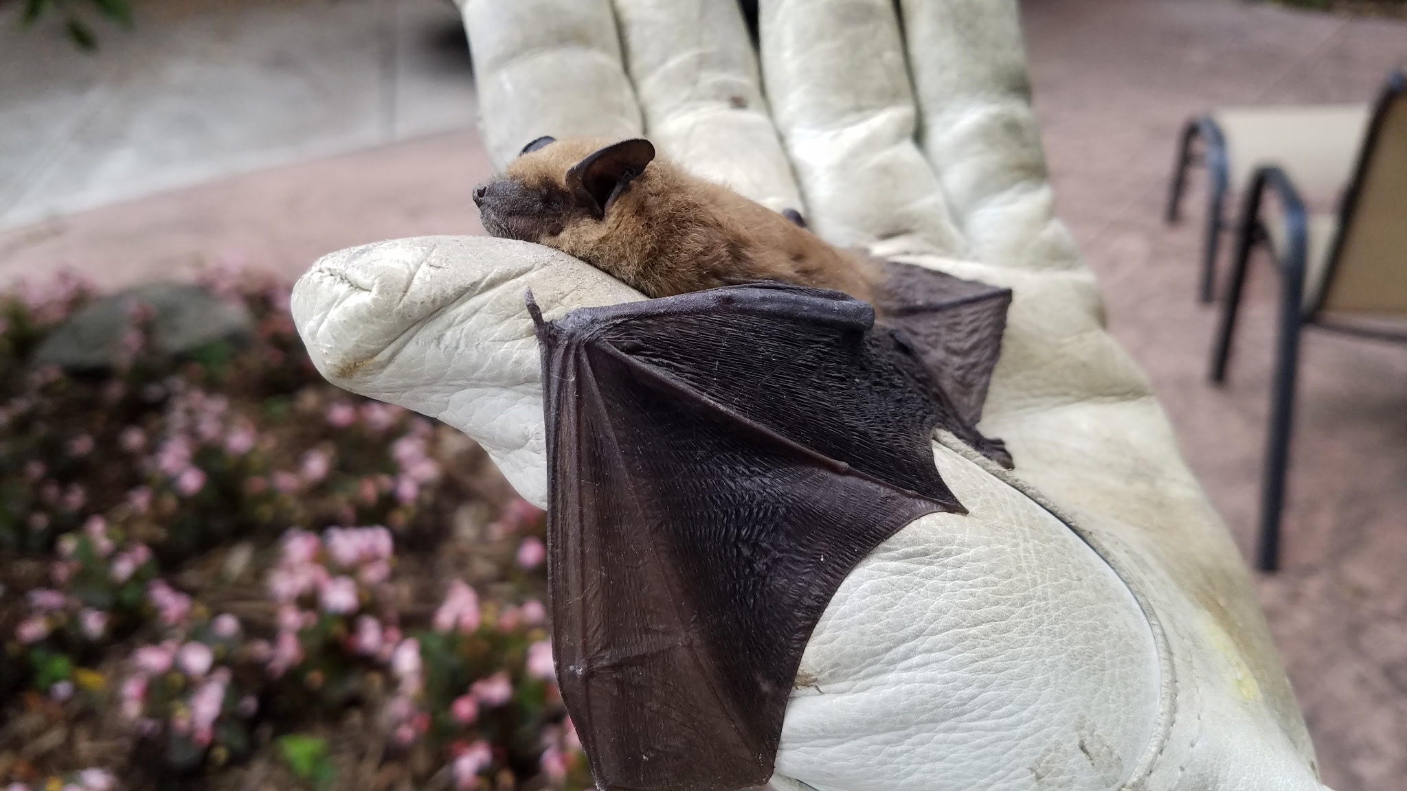 Cause & Culture: The bats and the bees