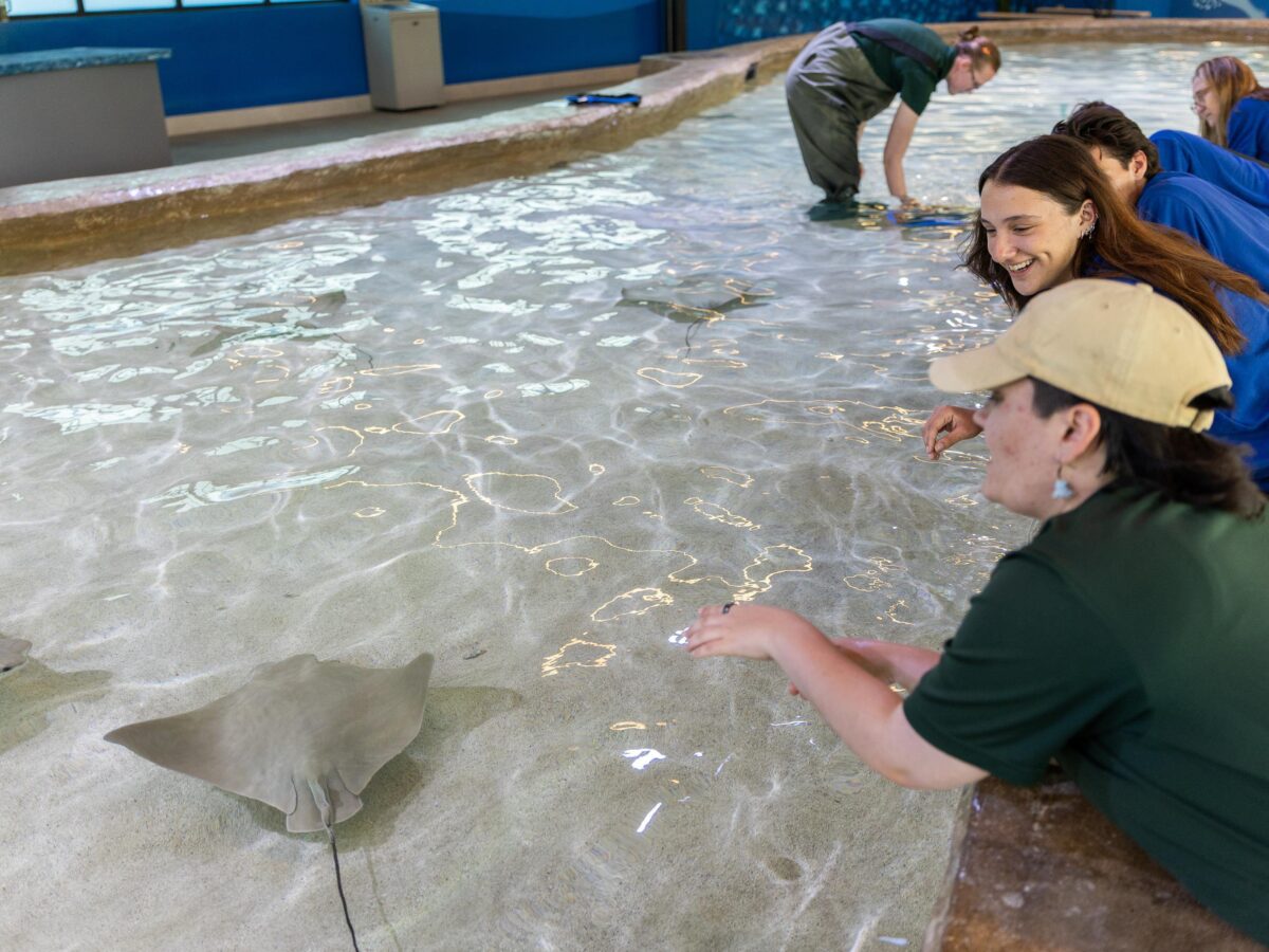 Stingray Beach reopens at Omaha’s Henry Doorly Zoo after renovations