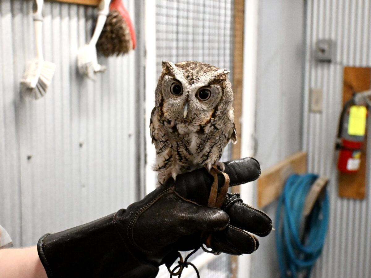 At Fontenelle Forest, a refuge gives injured raptors a second chance at life
