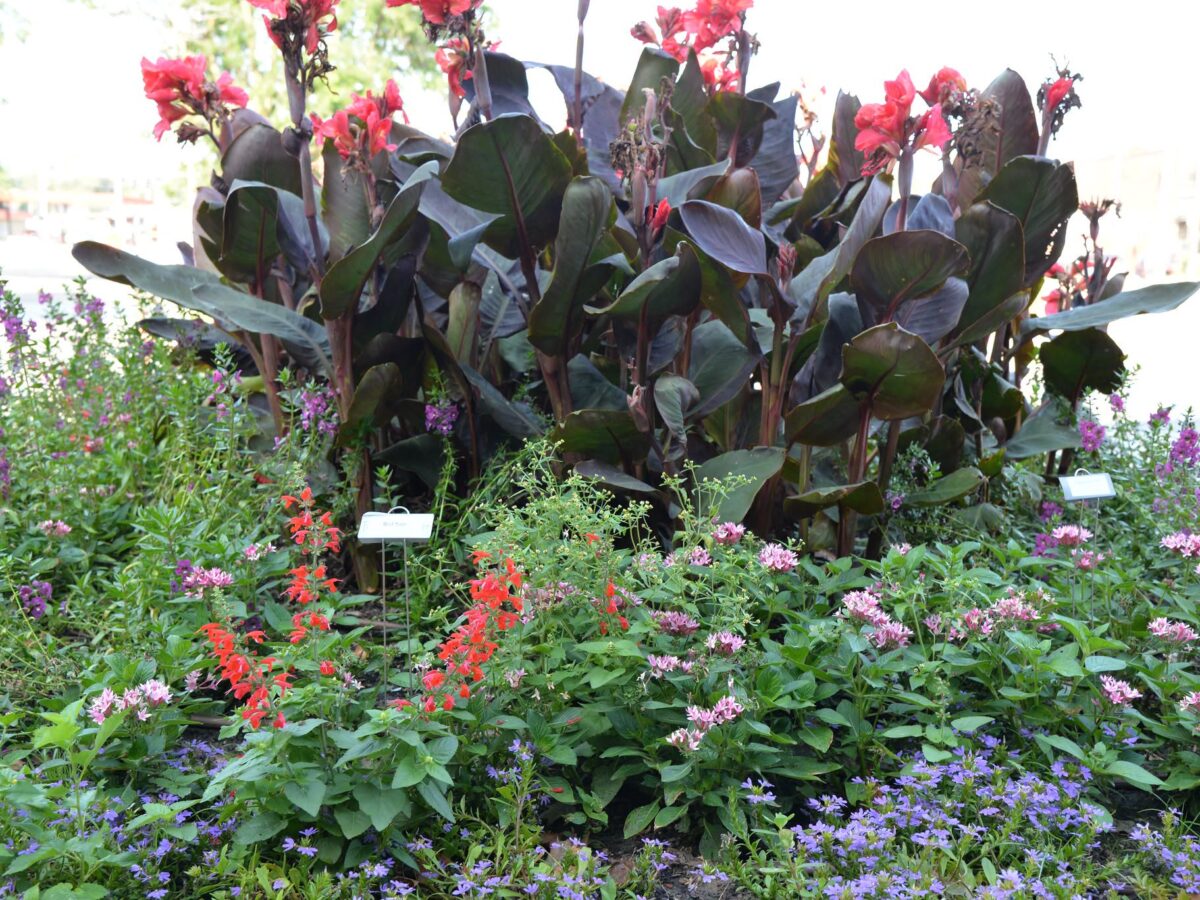 North Omaha Summer Arts Garden Walk returning this August