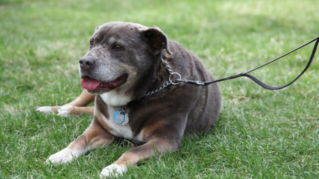 Photo by Lynn Sanchez, The Reader