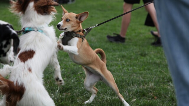 Photo by Lynn Sanchez, The Reader