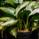 Aglaonemas need indirect sunlight and water every 1-2 weeks.