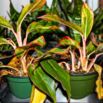 Aglaonemas (small) need indirect sunlight and water every 1-2 weeks.