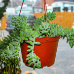 Burro's tails need partial sunlight and water every 10-14 days.