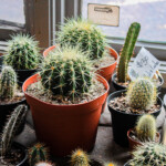 Cactus needs direct sunlight and water every 1-2 weeks.