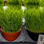 Cat Grass needs full sun and water twice a week.