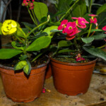 Crown of Thorns need partial sunlight and water when dry.
