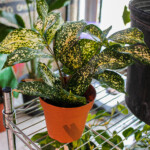 Florida Beauty needs bright indirect sunlight and water daily.