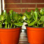 Jades need direct sunlight and water every 1-2 weeks.