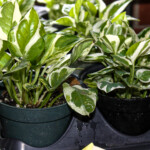 Pearls and Jade Pothos needs bright indirect sunlight and water every 1-2 weeks.