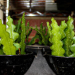 Shark Tooth Cactus needs full sun and water when dry.