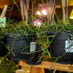 String of Needles need bright indirect sunlight and water every 12 days.