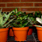 Succulents need partial sunlight and water when dry.