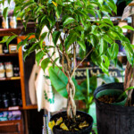 Ficus Benjamina Wintergreens need bright indirect sunlight and water once a week.