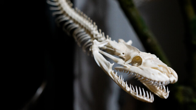 Voodoo's Odd Shop on Sept. 15, 2022. Photo by Chris Bowling