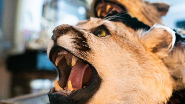 Voodoo's Odd Shop on Sept. 15, 2022. Photo by Chris Bowling