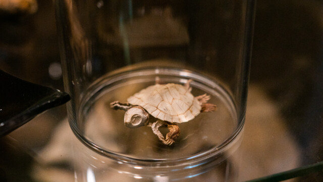 Voodoo's Odd Shop on Sept. 15, 2022. Photo by Chris Bowling