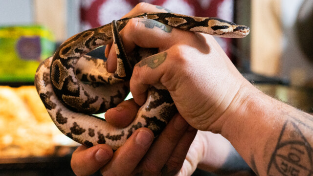 Derek Everhart's blind snake Stevie at Voodoo's Odd Shop on Sept. 15, 2022. Photo by Chris Bowling