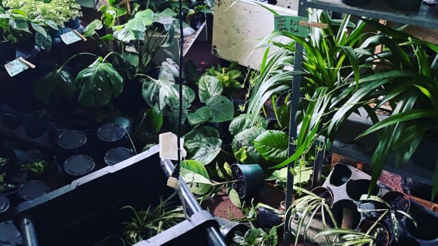 The aftermath of the 2021 floods at (drips) botanical elements plant show where they lost nearly all of their inventory. Photo courtesy of Tres Johnson.