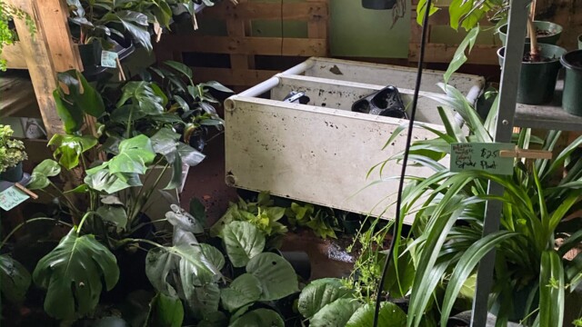 The aftermath of the 2021 floods at (drips) botanical elements plant show where they lost nearly all of their inventory. Photo courtesy of Tres Johnson.